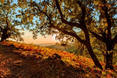 Gredos, Avila, İspanya 'dan Sierra' nın sonbahar meşeleri orman manzarası