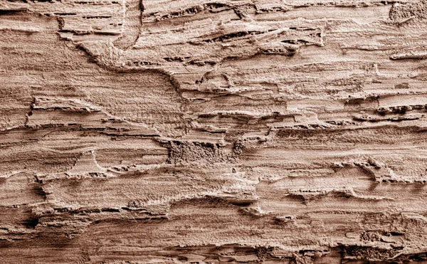 Makro Zbliżenie Twardej Tekstury Drewna — Zdjęcie stockowe