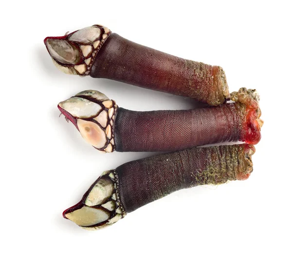 Fresh Atlantic Gooseneck Barnacles Isolated White — Φωτογραφία Αρχείου