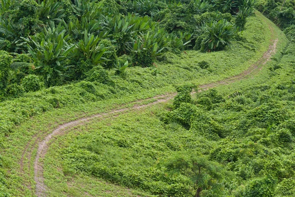 緑の草の道 — ストック写真