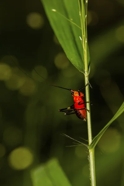 Pequeño Grasshopper de cuerno largo rojo y negro — Foto de Stock