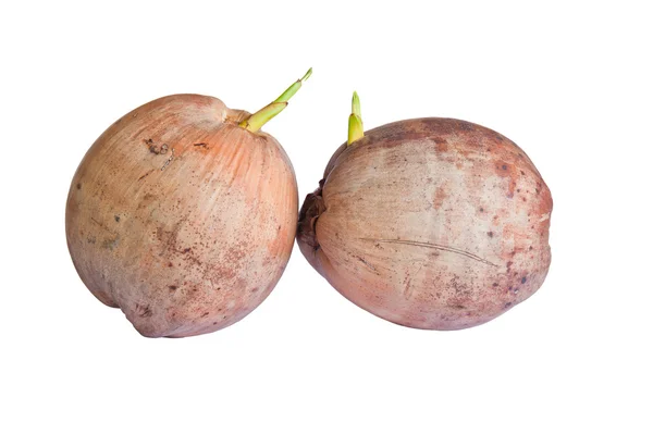 Dwa kokosowe kiełkować — Zdjęcie stockowe