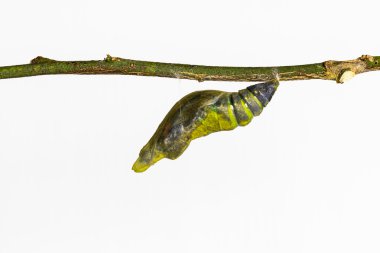 Olgun pupa ortak mormon kelebek
