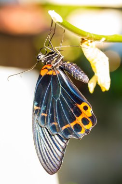 erkek büyük mormon kelebek