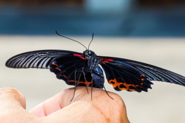 closeup büyük mormon kelebek