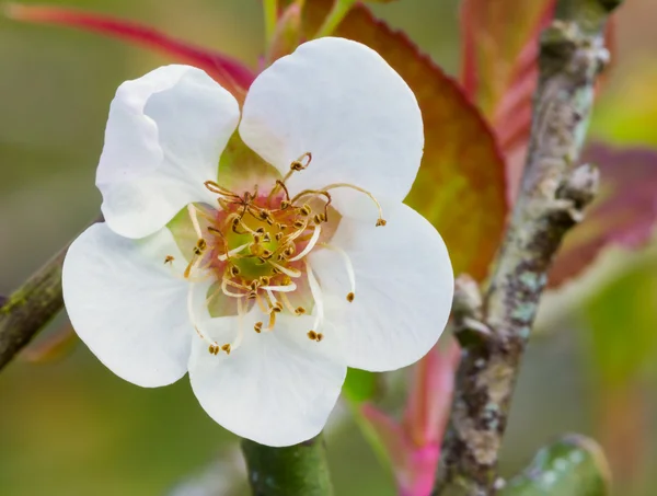Weiße Aprikosenblüte — Stockfoto
