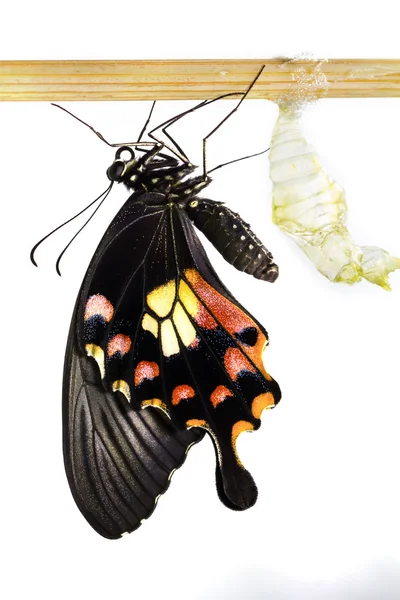 Common mormon butterfy — Stock Photo, Image