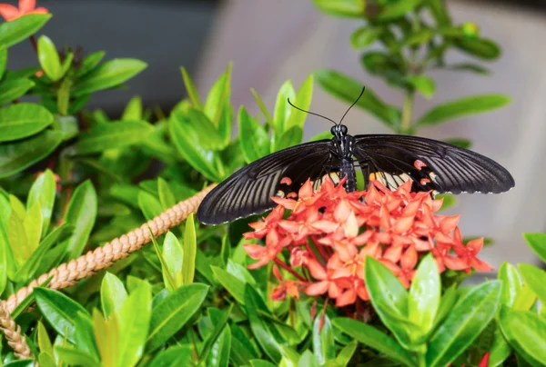 Common mormon butterfy — Stock Photo, Image