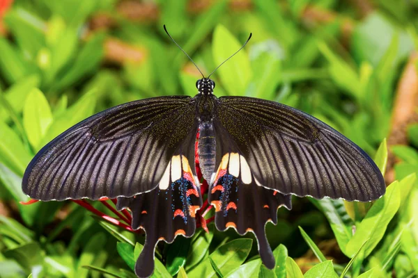 Обыкновенная мормонская бабочка — стоковое фото