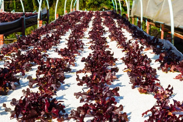 Hydroponic plantaardige — Stockfoto