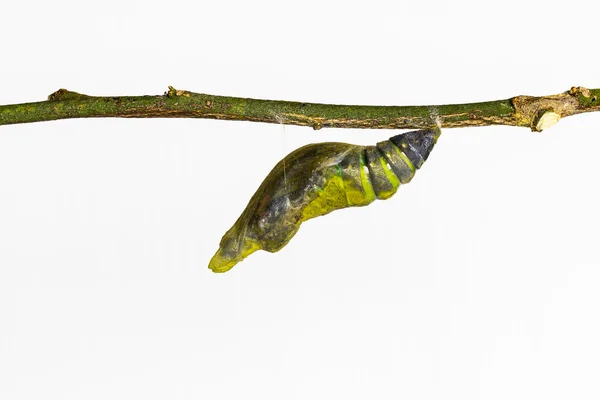 Mature pupa of Common mormon butterfly — Stock Photo, Image