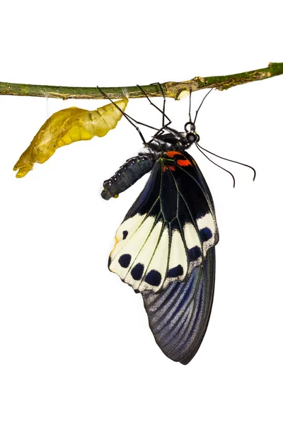 Большая мормонская бабочка — стоковое фото