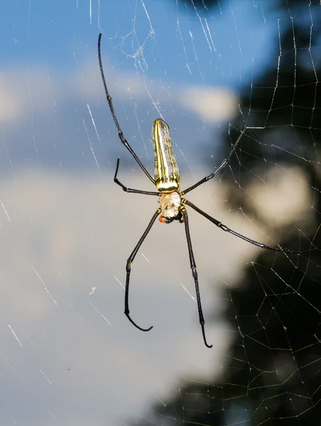 Golden orb-web spider — Stock Photo, Image