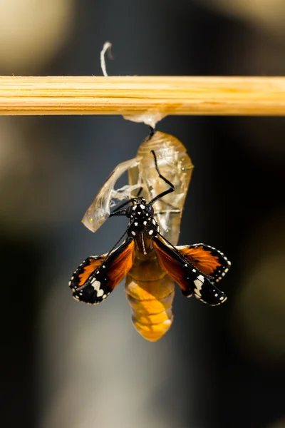 Новорожденный простой тигровой бабочкой — стоковое фото