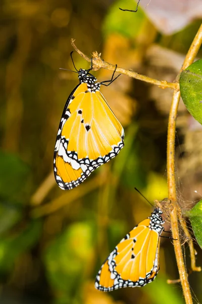 Plain tiger butterfly — Stock Photo, Image