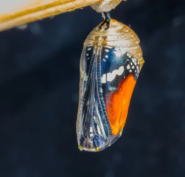 Casulo de borboleta tigre liso — Fotografia de Stock