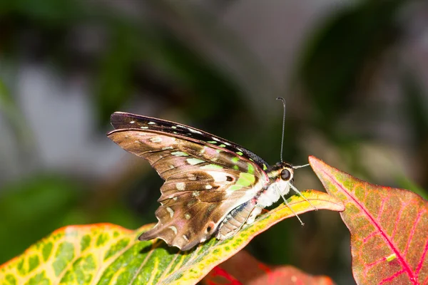 Tailed jay butterfly — Stock Photo, Image