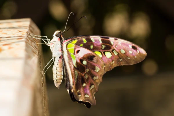 Nuovo emergere coda ghiandaia farfalla — Foto Stock