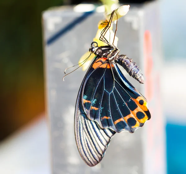 Grand papillon mormon mâle — Photo