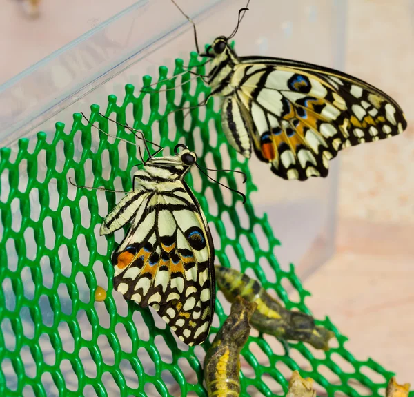 Nově narozených vápno motýl — Stock fotografie