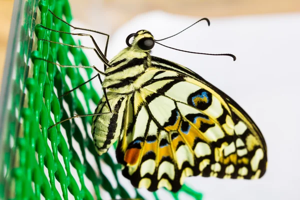 Nové zrození motýla vápno — Stock fotografie