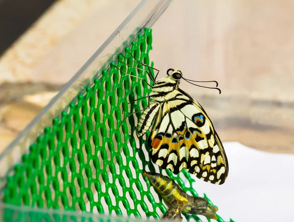 Nascido de borboleta de limão — Fotografia de Stock