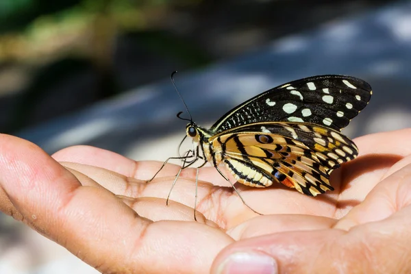 Mariposa de cal en la mano — Foto de Stock