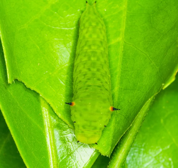 Jay Caterpillar in coda — Foto Stock