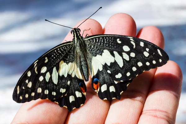 Lime butterfly on hand — Stock Photo, Image