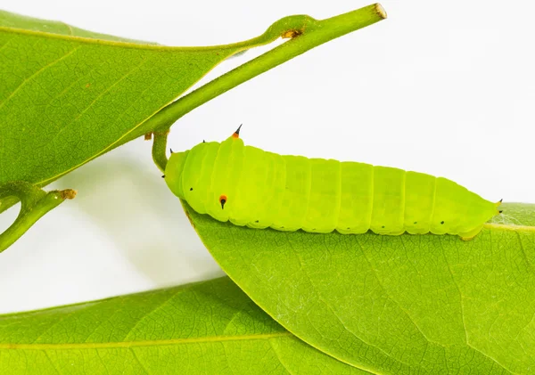 Светло-зеленый Tailed Jay Caterpillar — стоковое фото