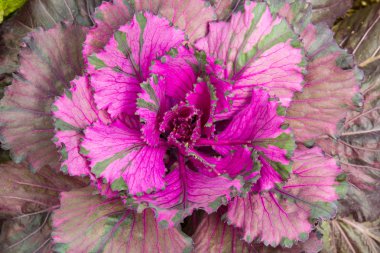 mor lahana (brassica oleracea)