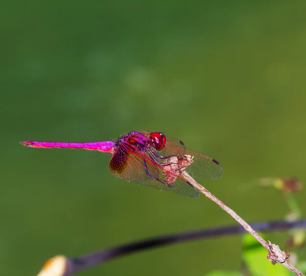 Crimson dragonfly — Stock Photo, Image
