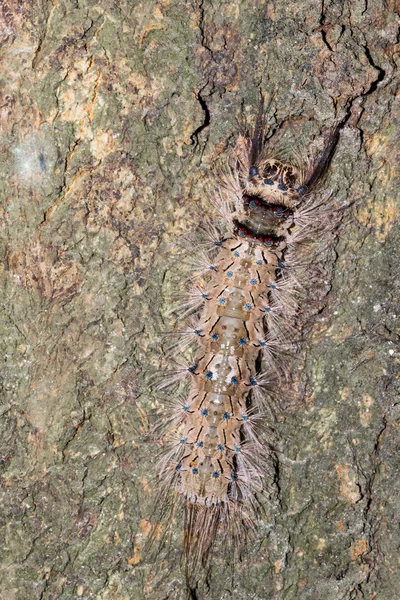 Hairy caterpillar — Stock Fotó