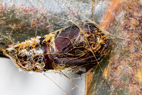 Carcass of hairy chrysalis — Stock Photo, Image