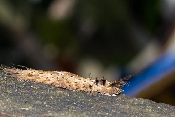 Hairy caterpillar — Stock Fotó