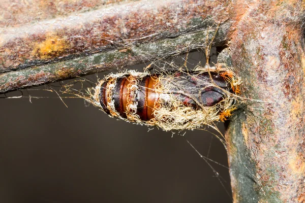 Chrysalis pendurado — Fotografia de Stock