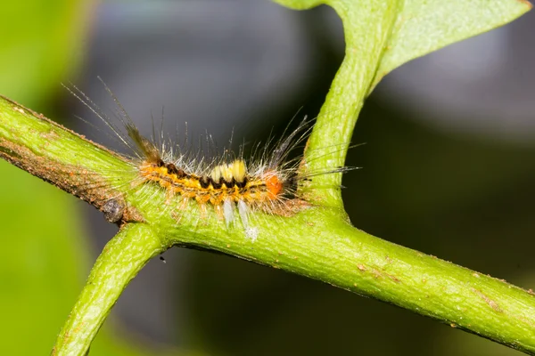 Oranje caterpillar nachtvlinder — Stockfoto