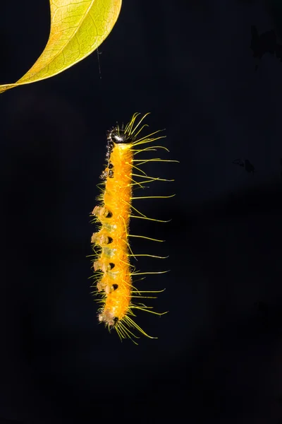 Hanging caterpillar — Stock Photo, Image
