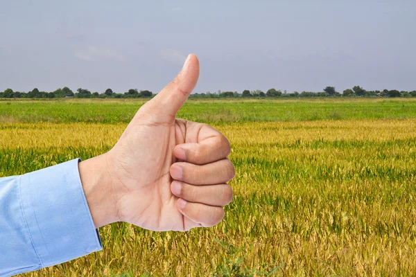 Affärsmannens handen med tummen upp i risfält — Stockfoto