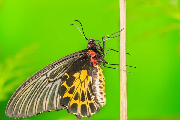 Společné birdwing motýl — Stock fotografie