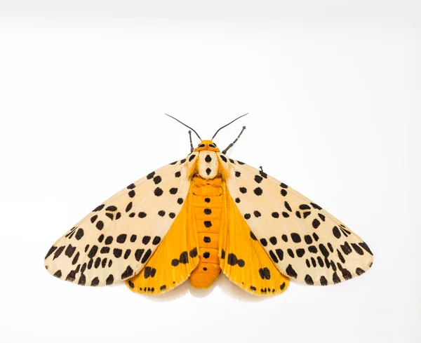 Spilosoma mulflashata moth — стоковое фото
