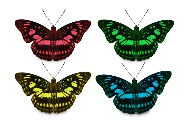 Vier kleuren voor blackvein sergeant butterfly — Stockfoto
