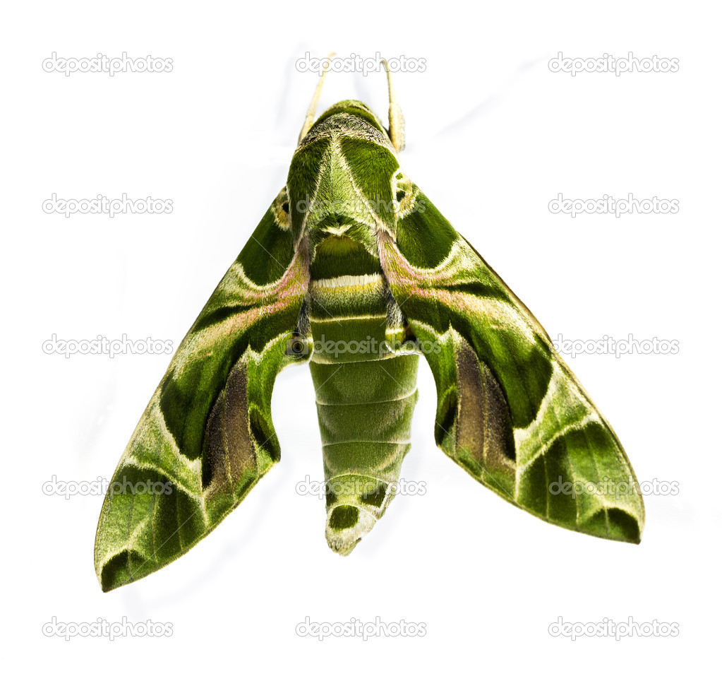 Green oleander Hawk moth