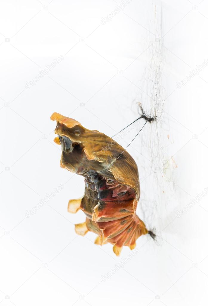 Mature cocoon of common rose butterfly