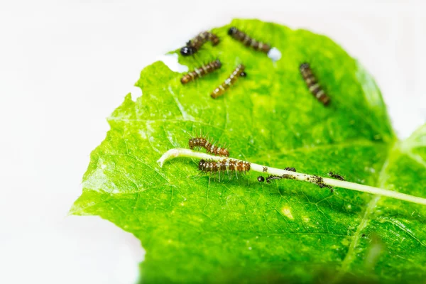 Larva matura prima di emergere da slough — Foto Stock