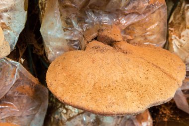Ganoderma Lucidium ve spore tozu