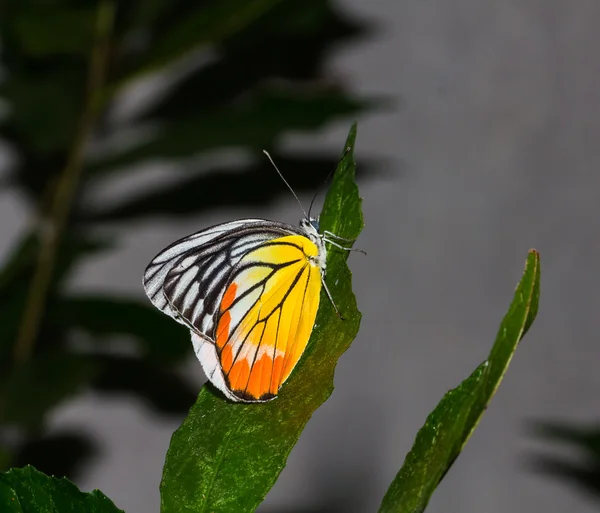 Primer plano de mariposa colorida —  Fotos de Stock