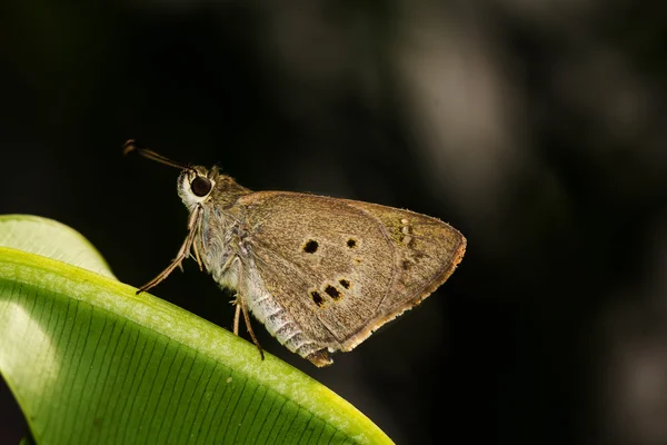 Ringlet butterfly — Stock Photo, Image