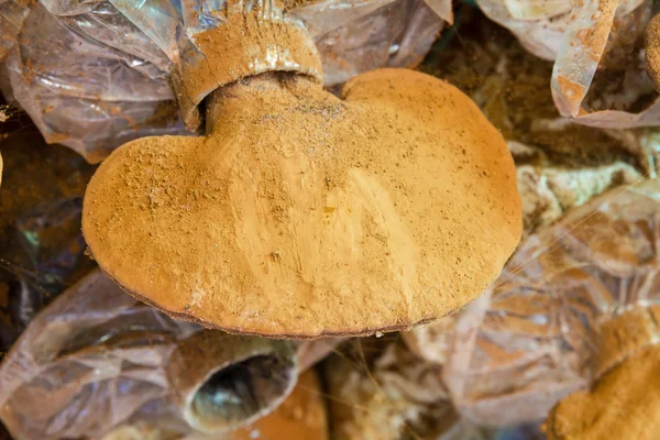 Ganoderma Lucidium ve spore tozu