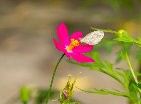 Psique mariposa alimentándose de flor de cosmos —  Fotos de Stock